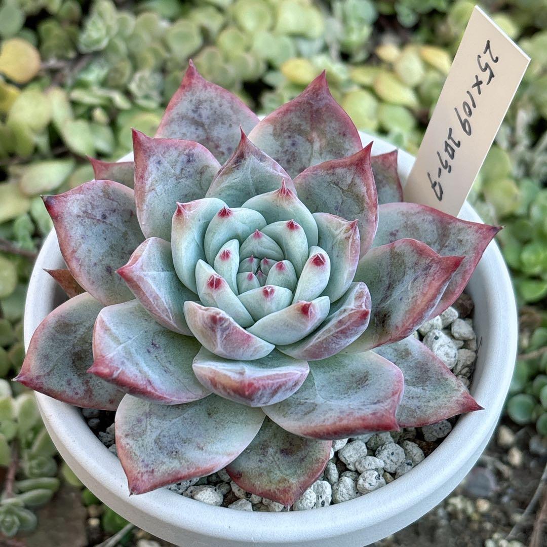 31.【札付き】25×109コロラータ Mさん苗 Mコロ 多肉植物 エケベリア