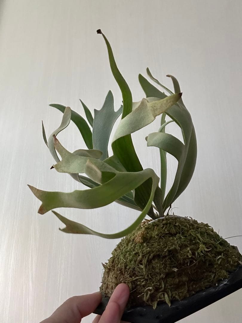 willinckii mix spore Predator, SPA,Kai 3 - メルカリ