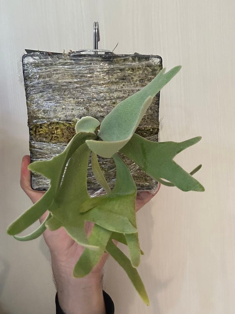 willinckii mix spore Predator, SPA,Kai 3 - メルカリ