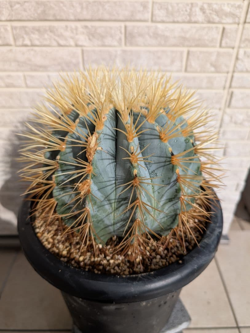 【Omc Labo】フェロカクタス 王冠竜 サボテン　ドライガーデン　美品