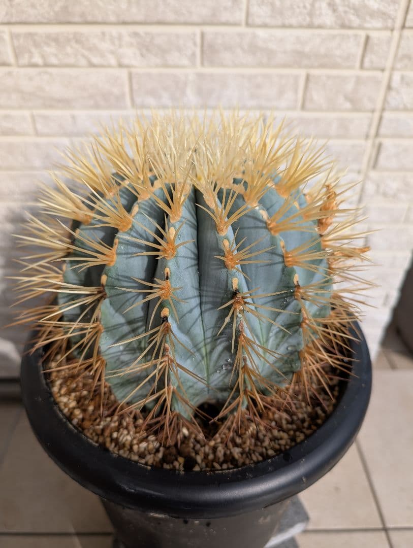 【Omc Labo】フェロカクタス 王冠竜 サボテン　ドライガーデン　美品