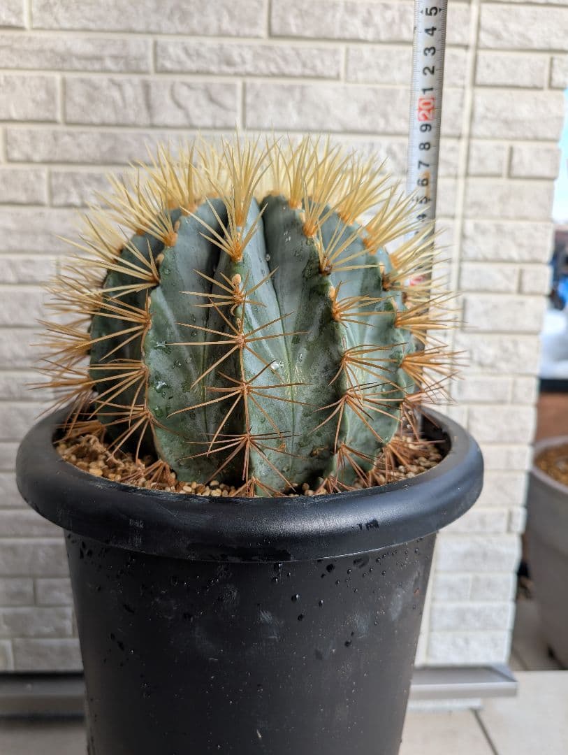 【Omc Labo】フェロカクタス 王冠竜 サボテン　ドライガーデン　美品