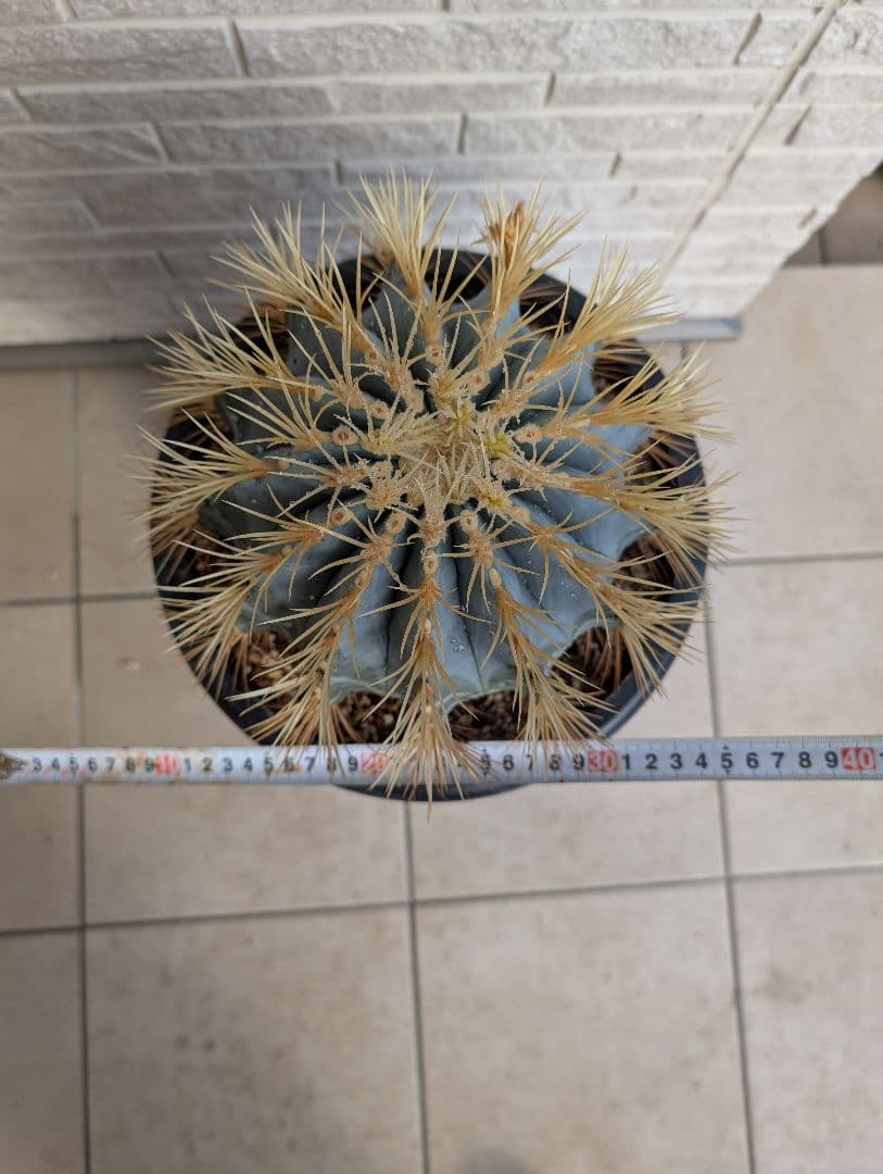 【Omc Labo】フェロカクタス 王冠竜 サボテン　ドライガーデン　美品