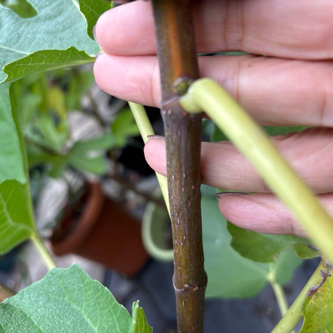 FIG課長専用 青花 イチジク 穂木2本 wuhan2本