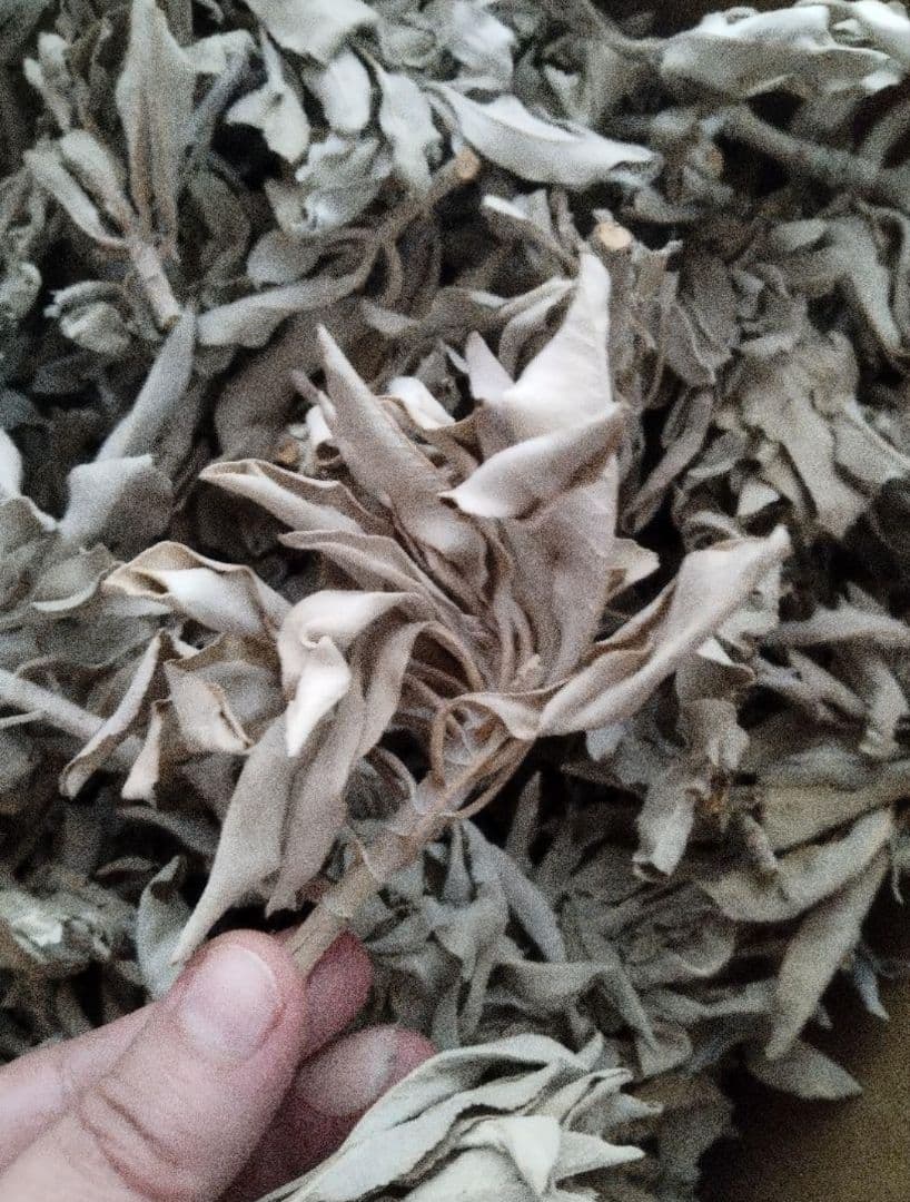 業務用価額☆無農薬ホワイトセージ枝付きクラスター1KGお香浄化☆お得長く使えます