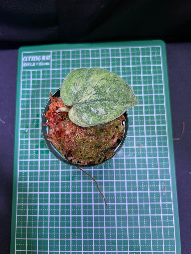 スキンダプサス オーレア ネビュラ - メルカリ