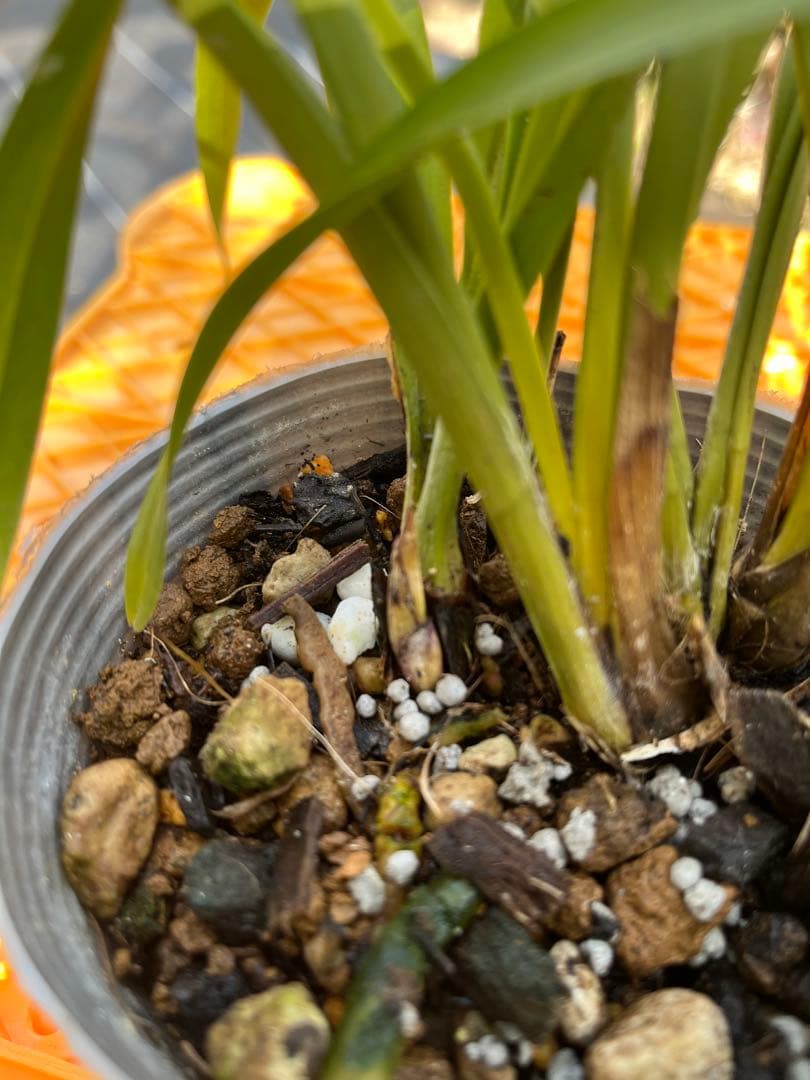 ⭐️キンリョウヘン3ポットCセット 新芽あり。（花芽か不明、花色