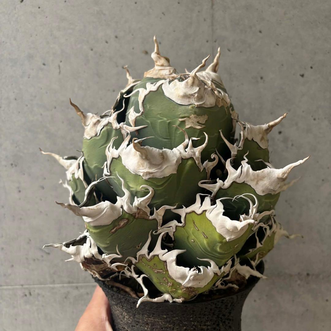 チタノタ　悪魔/バケモノ系　親株