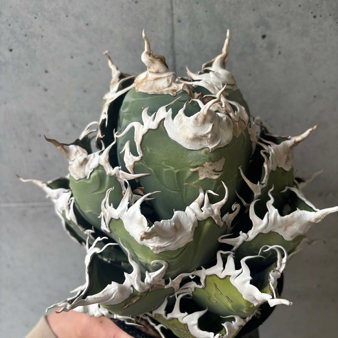 チタノタ　悪魔/バケモノ系　親株