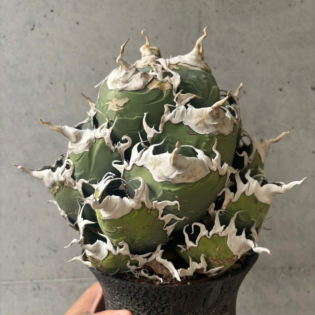 チタノタ　悪魔/バケモノ系　親株