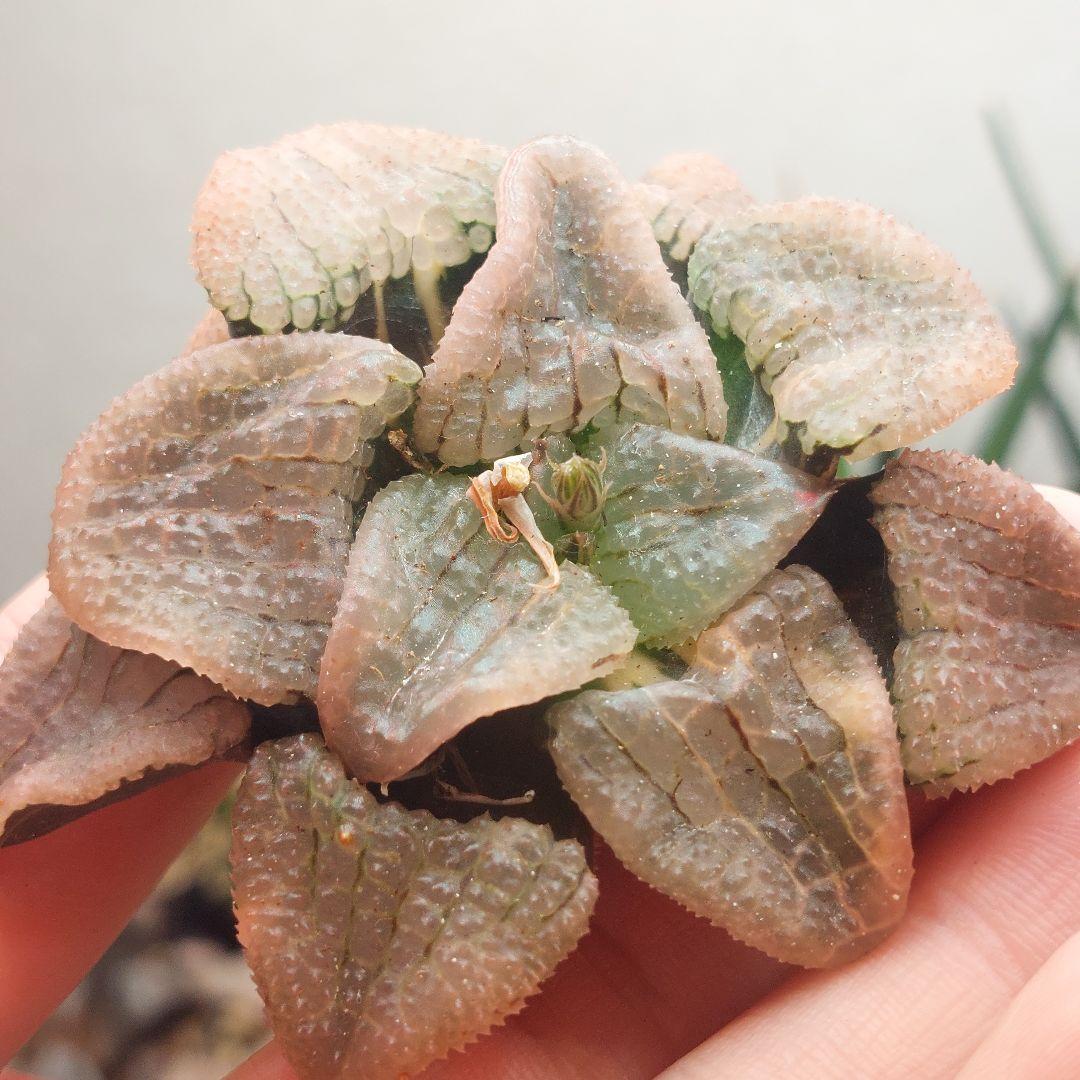 特価】ハオルチア 天空の境錦 極上斑 大株 - メルカリ