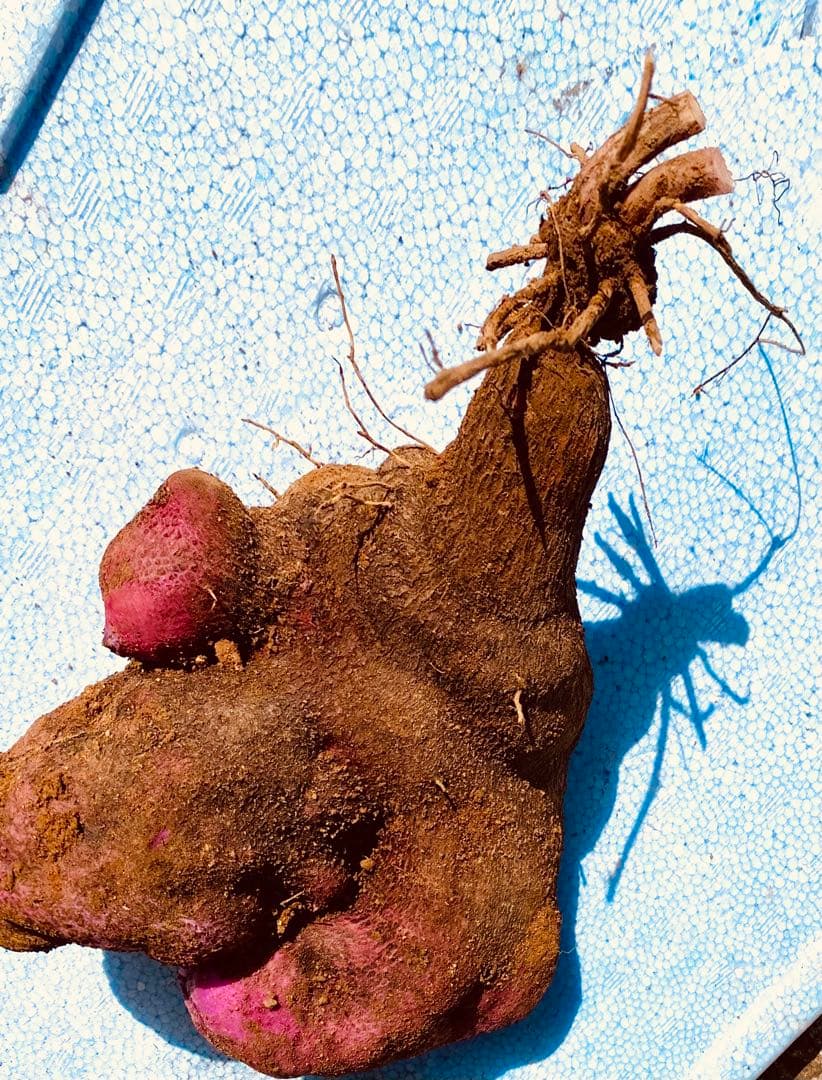 タニ様専用 紫山芋 20kg hisae様専用 紫山芋 20kg タニ様専用 紫