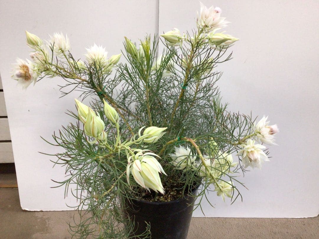 ② 幹が太くしっかり根が張ってる特選品‼︎ セルリア・ブラッシングブライト