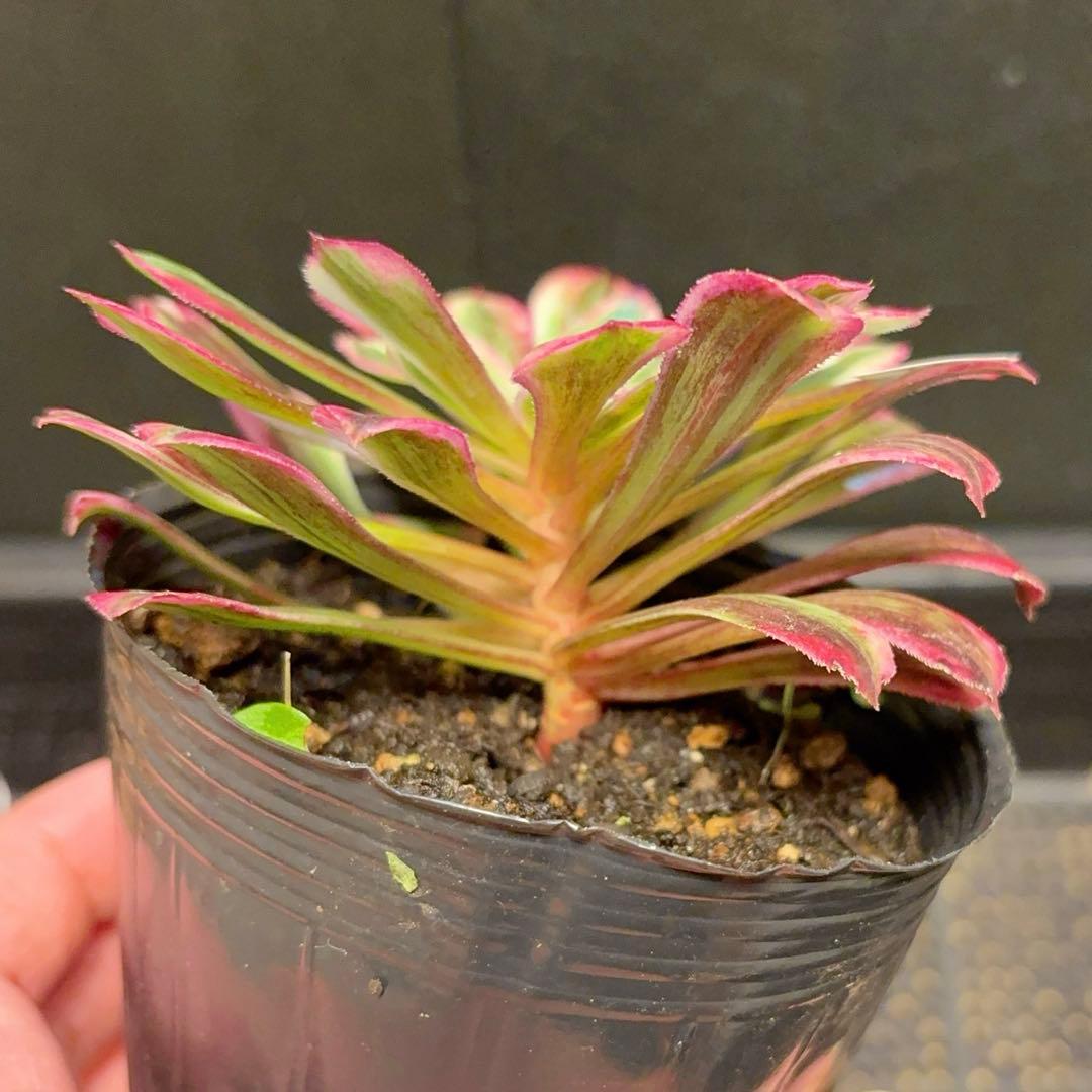 21#多肉植物アエオニウム錦❤️銅花順錦❤️1大頭10cm拔き苗 - メルカリ