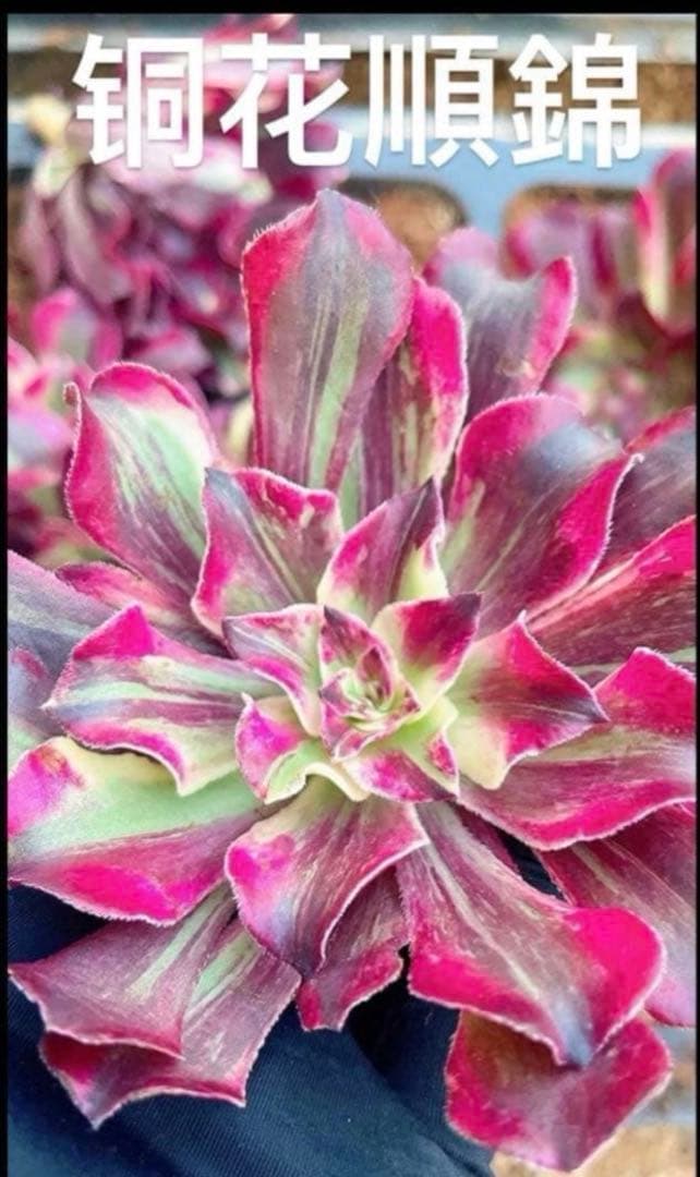 21#多肉植物アエオニウム錦❤️銅花順錦❤️1大頭10cm拔き苗 - メルカリ