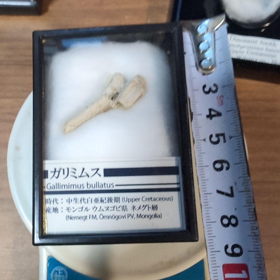 本物 恐竜 ガリミムスの前指骨化石 モンゴル ラベルケース付き - メルカリ