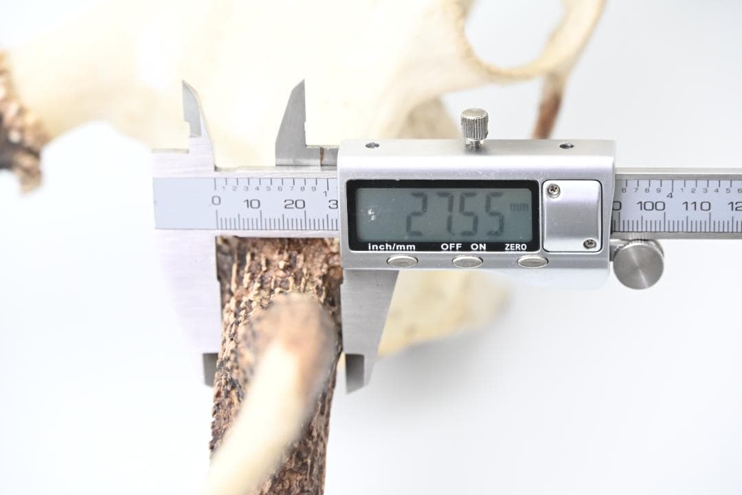 置物 壁掛け 刀置き 頭骨付き 上歯付き 鹿の角 2024年産