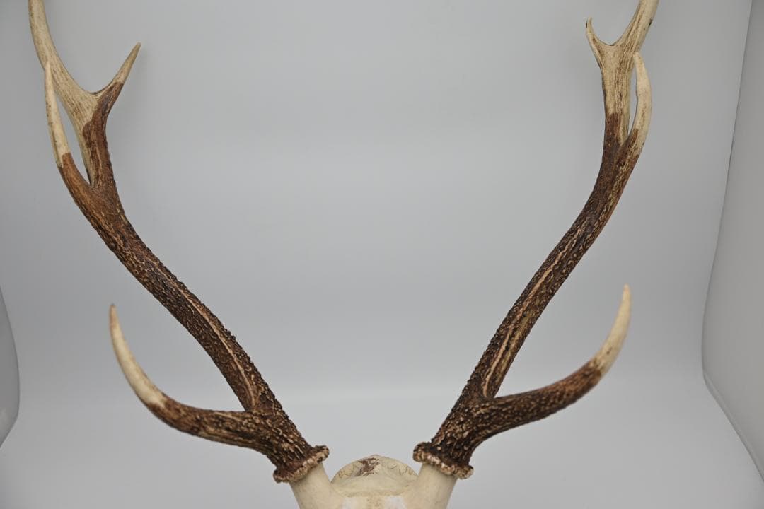 置物 壁掛け 刀置き 頭骨付き 上歯付き 鹿の角 2024年産