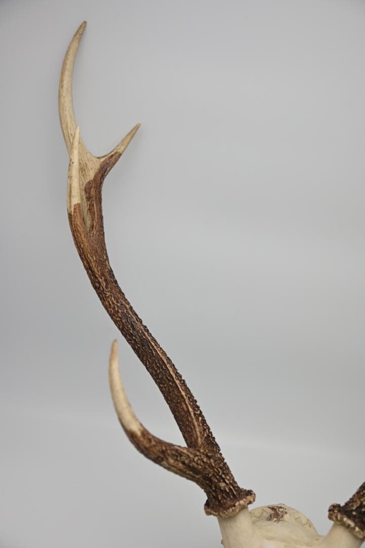 置物 壁掛け 刀置き 頭骨付き 上歯付き 鹿の角 2024年産