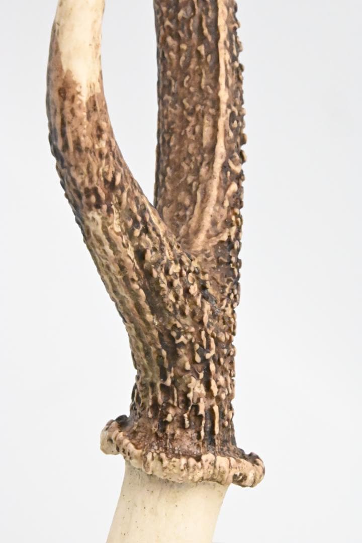 置物 壁掛け 刀置き 頭骨付き 上歯付き 鹿の角 2024年産