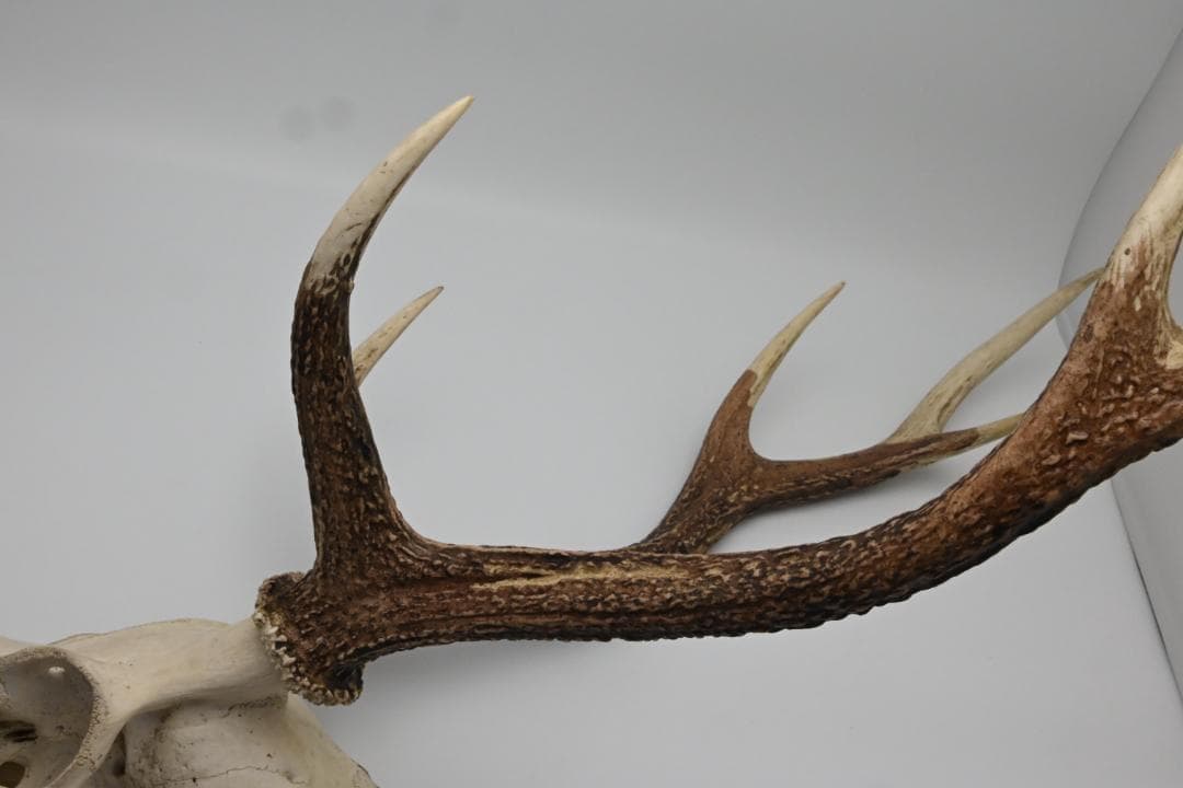 置物 壁掛け 刀置き 頭骨付き 上歯付き 鹿の角 2024年産
