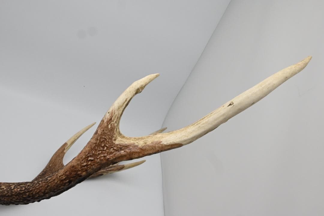 置物 壁掛け 刀置き 頭骨付き 上歯付き 鹿の角 2024年産
