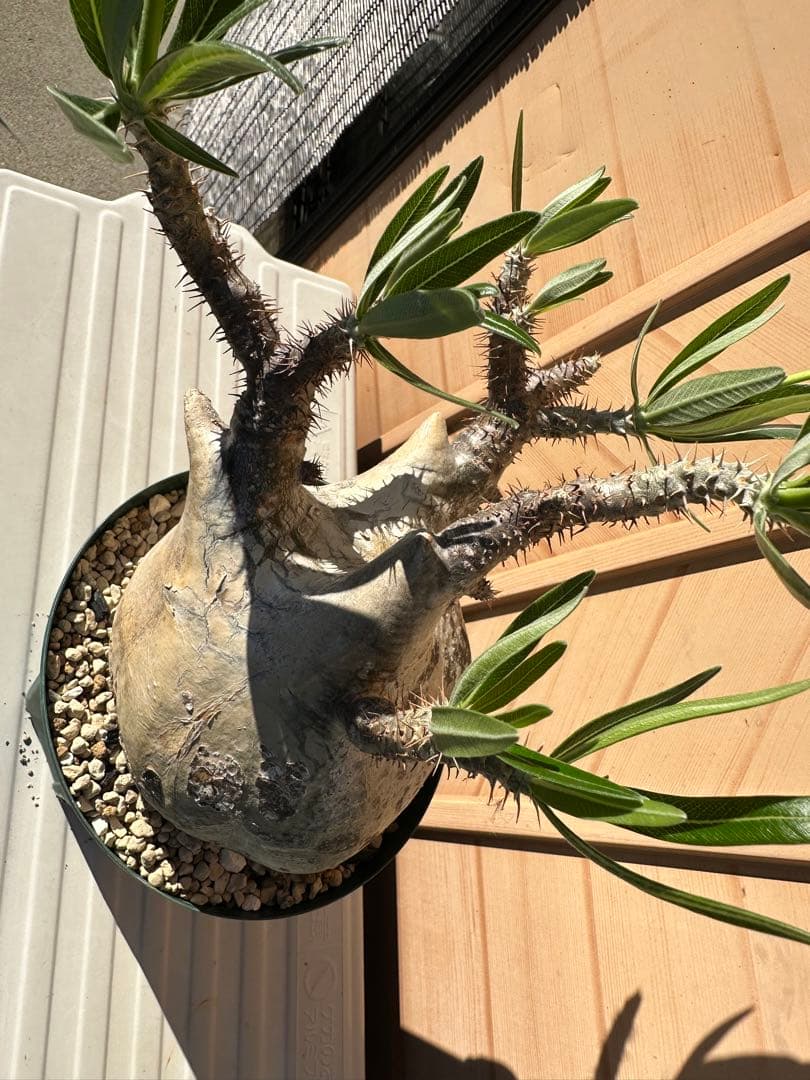 パキポディウム　グラキリス(発根済)