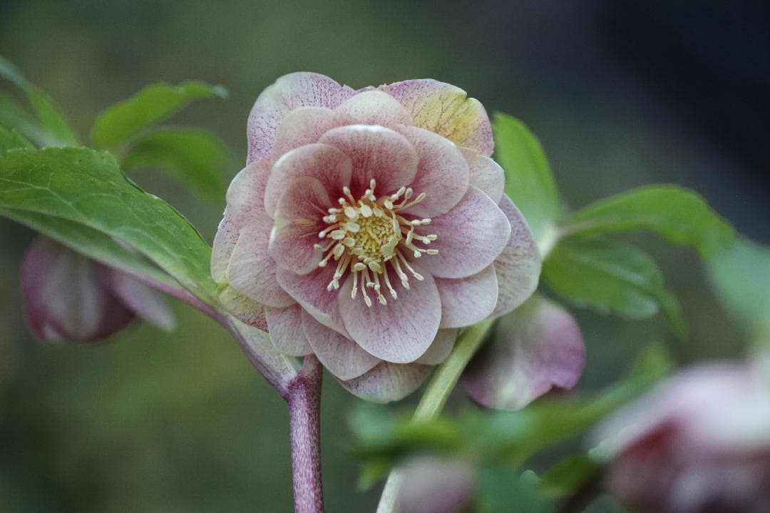 クリスマスローズ 開花株 DDノスタルジアhyb - メルカリ