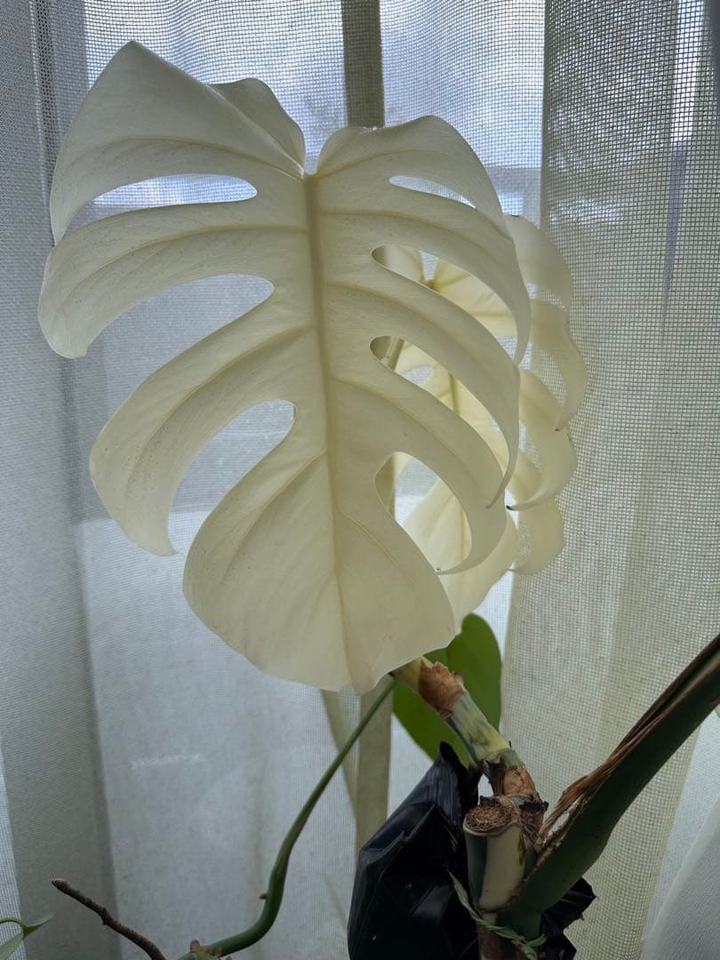 斑入りモンステラ 発根済み トップカット - メルカリ