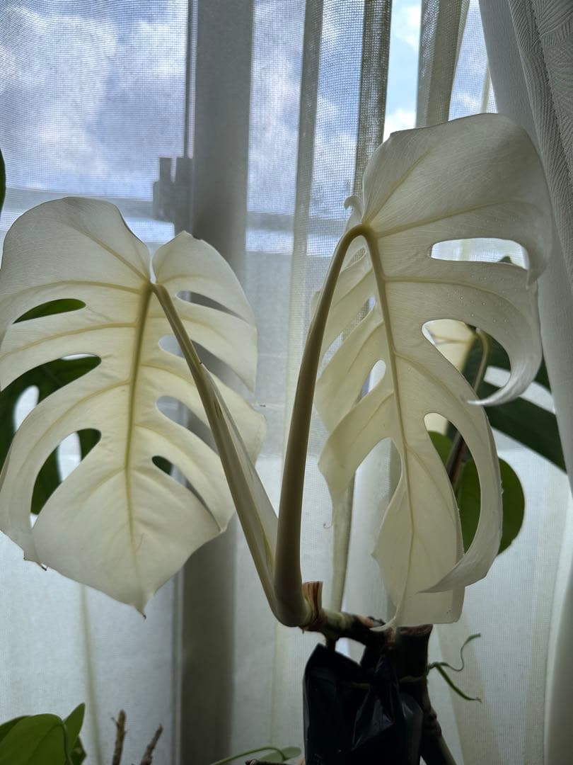 斑入りモンステラ 発根済み トップカット - メルカリ