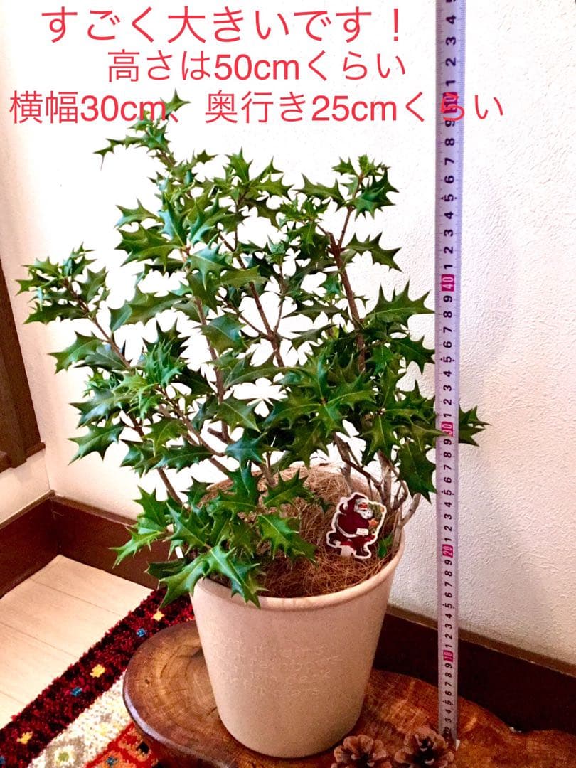 完売　　　天然野生とっても大きな柊さん【ひいらぎ＊クリスマスツリー】クリスマス