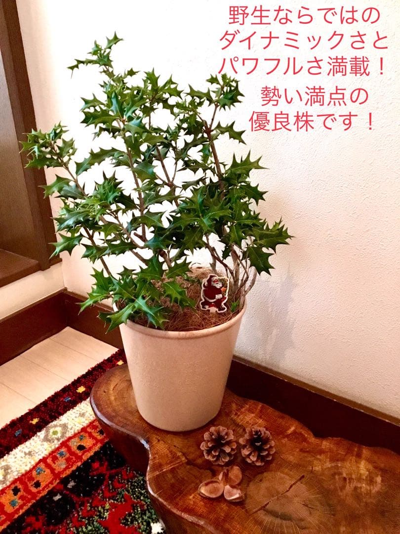 完売　　　天然野生とっても大きな柊さん【ひいらぎ＊クリスマスツリー】クリスマス