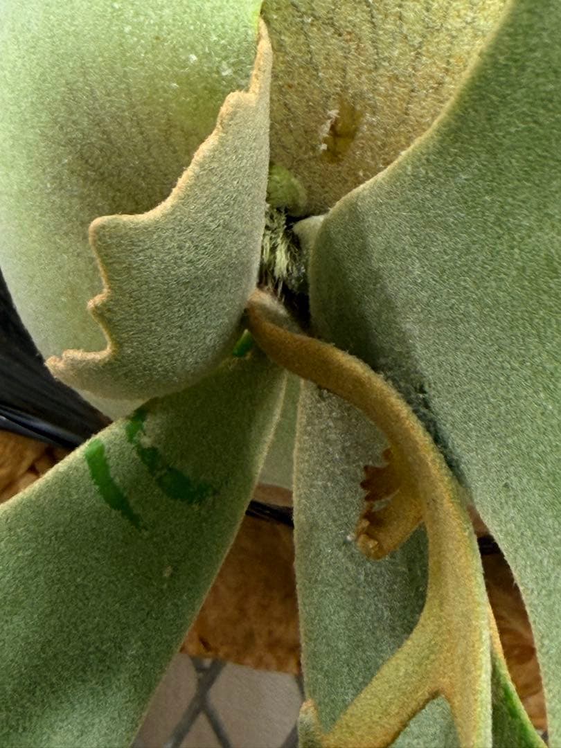 Willinckii Jade Girl ジェイドガール バンダカ コモレビ - メルカリ