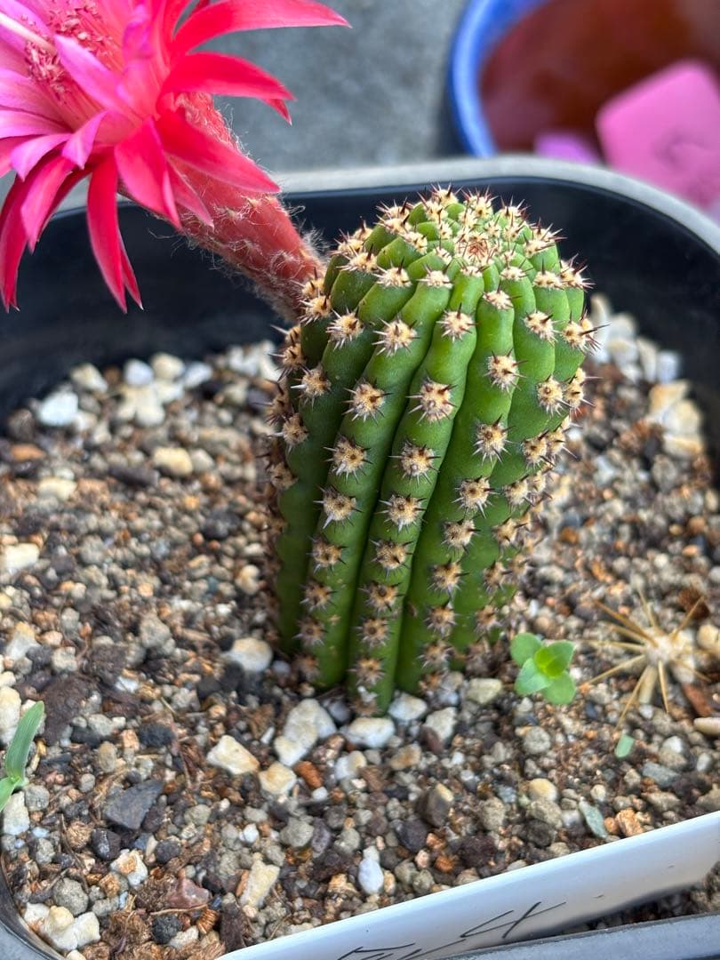 多肉植物 花サボテン 金紐シリーズ 金4番 - メルカリ