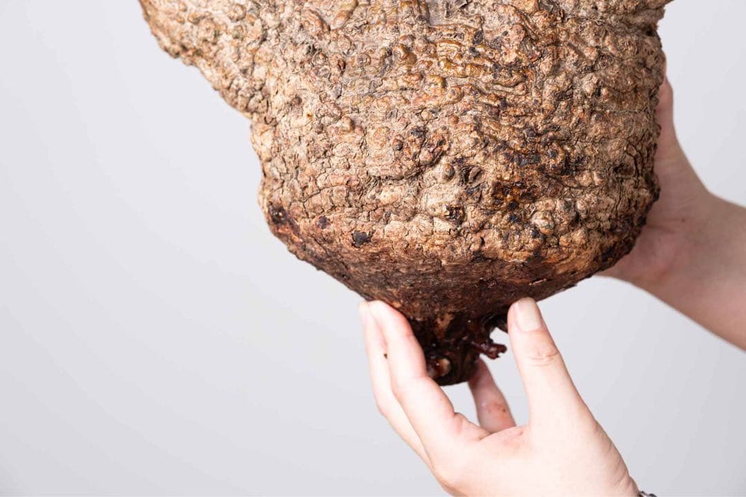 KP114 オペルクリカリア パキプス コーデックス ベアルート株　枝カット済み