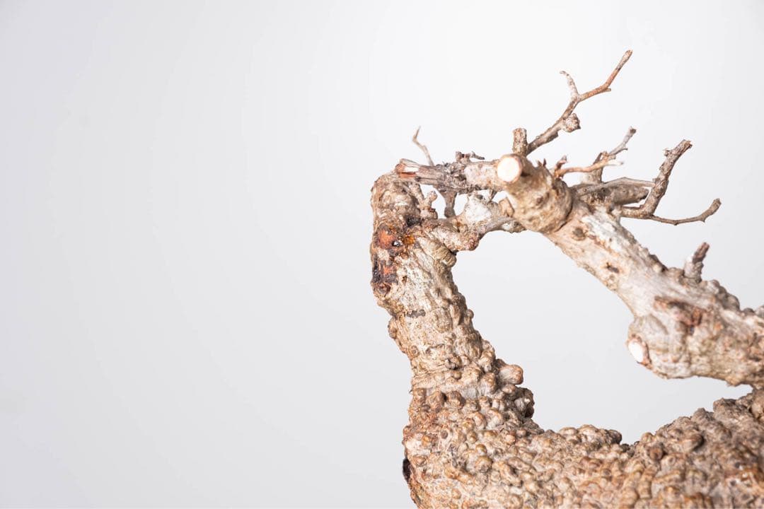 KP114 オペルクリカリア パキプス コーデックス ベアルート株　枝カット済み