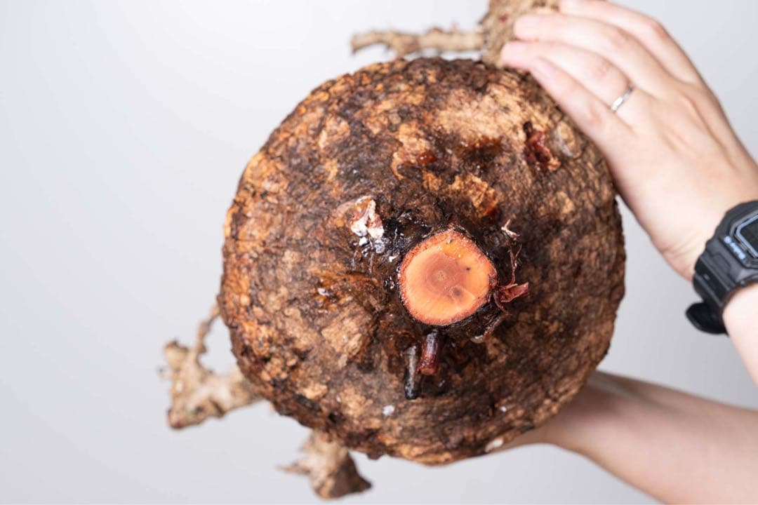 KP114 オペルクリカリア パキプス コーデックス ベアルート株　枝カット済み