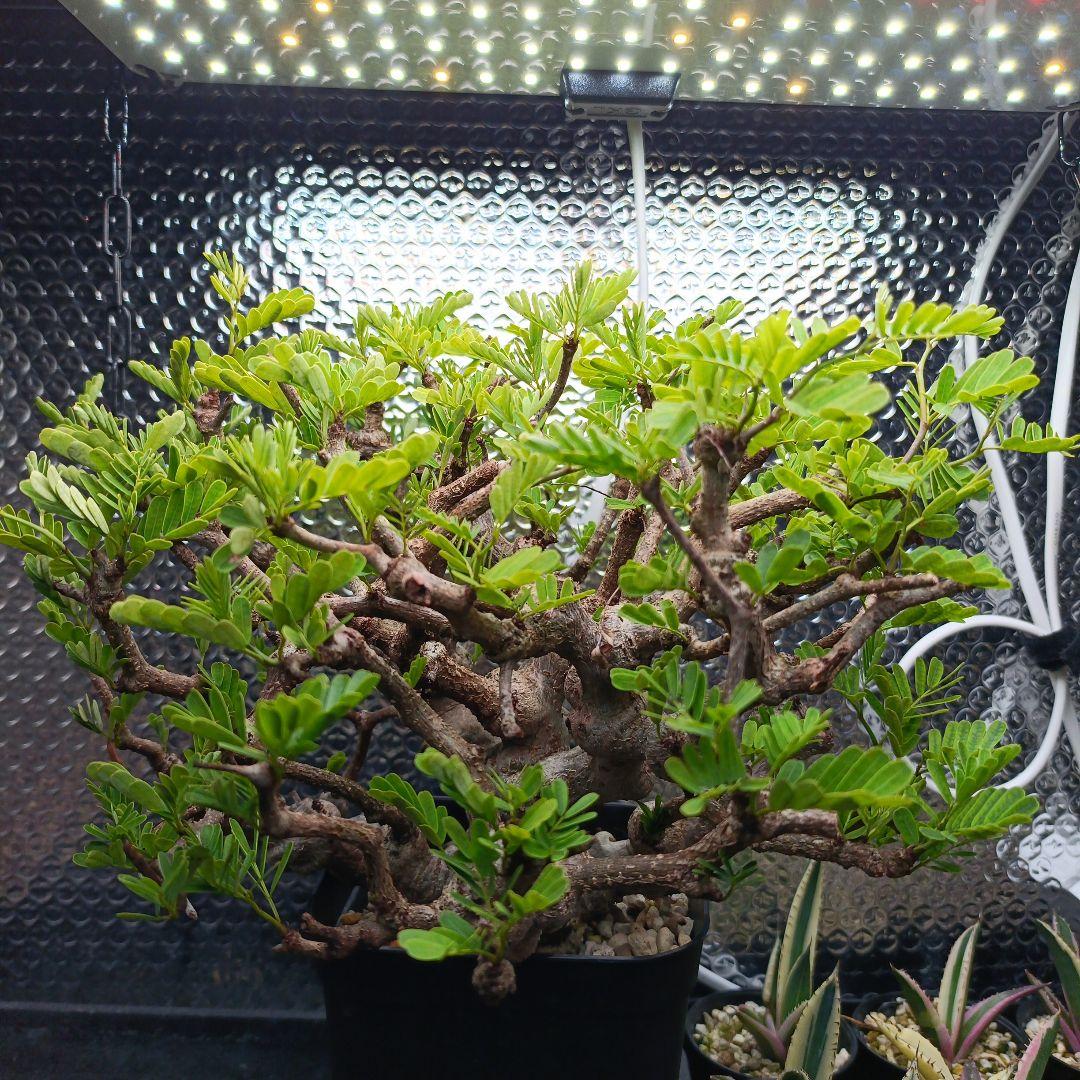 センナ　メリディオナリス　特大　極太 発根済　④