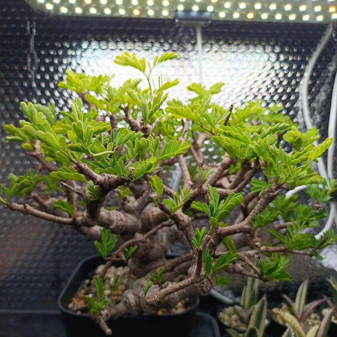 センナ　メリディオナリス　特大　極太 発根済　④