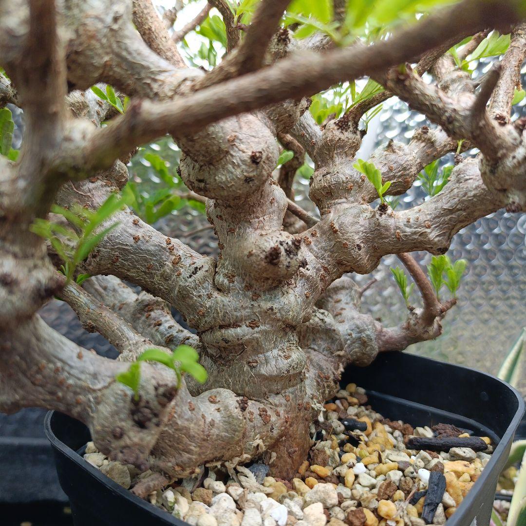 センナ　メリディオナリス　特大　極太 発根済　④