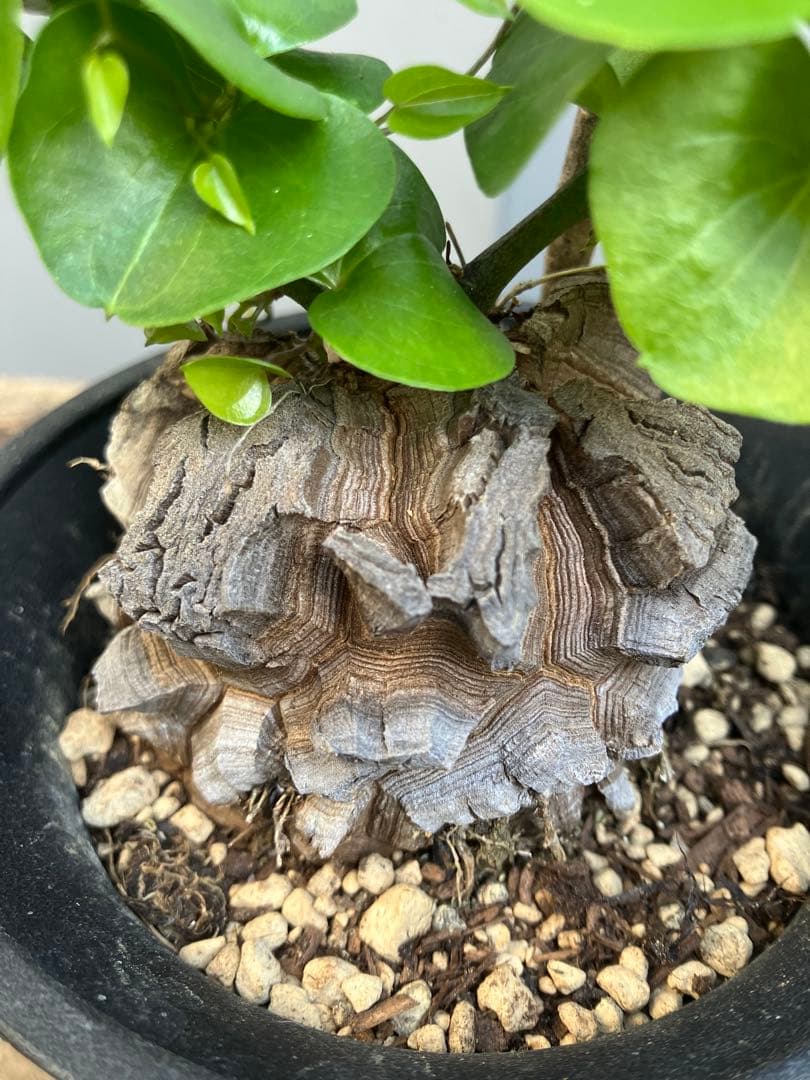 ジミーさま アフリカ亀甲竜 4号プラ鉢 鉢ごとメルカリ便発送