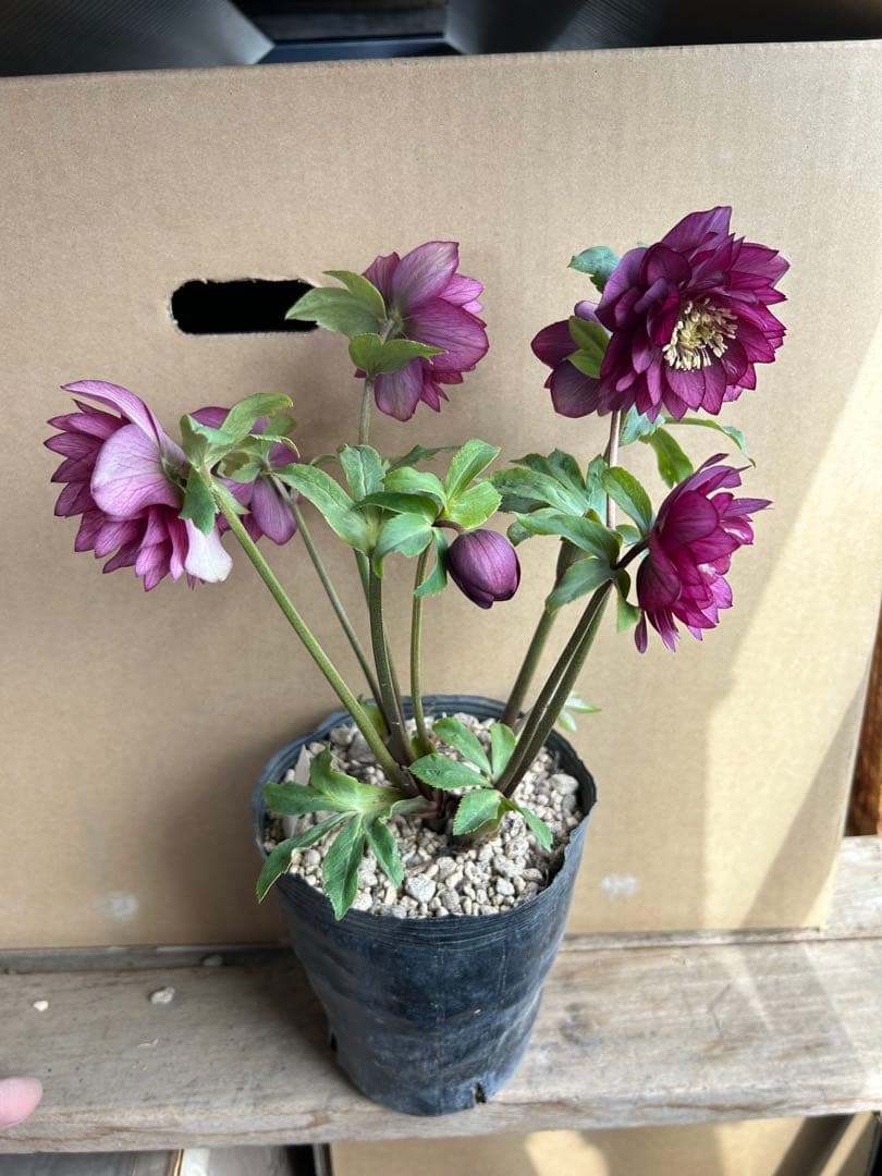 加藤農園 クリスマスローズ レッド系 同梱推奨