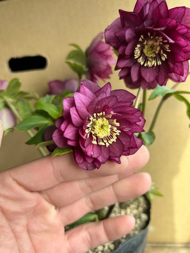 加藤農園 クリスマスローズ レッド系 同梱推奨