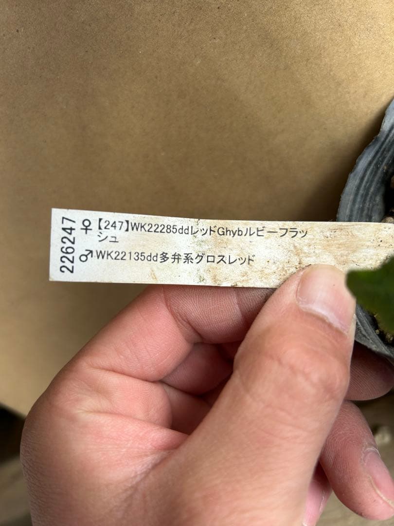 加藤農園 クリスマスローズ レッド系 同梱推奨