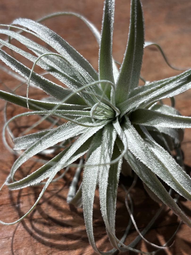 ブロメリア・エアープランツ T.chapeuensis var. turriformis