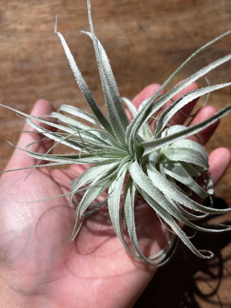 ブロメリア・エアープランツ T.chapeuensis var. turriformis