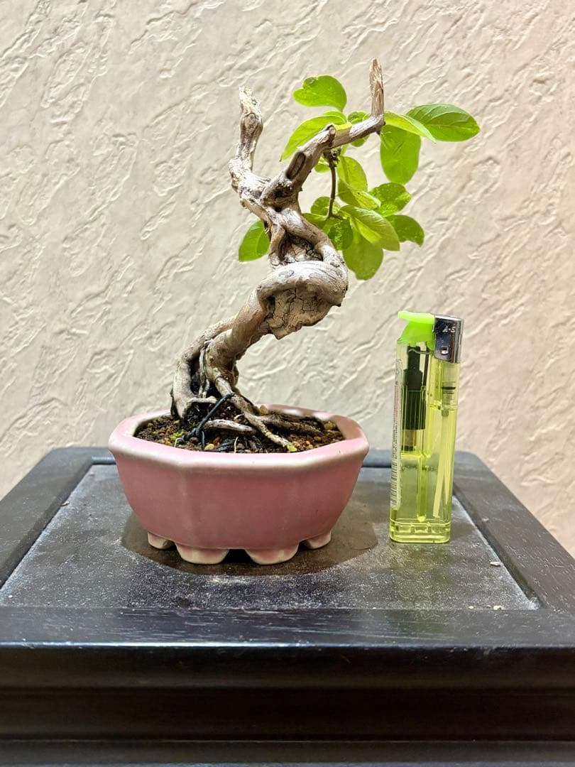 古樹!!樹高12㎝　天神板舎利　ヒョウタンボク　盆栽　真柏　黒松　五葉松　紅葉