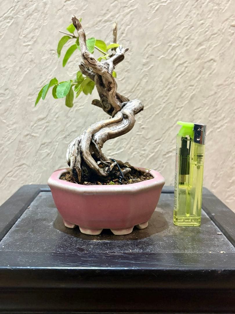 古樹!!樹高12㎝　天神板舎利　ヒョウタンボク　盆栽　真柏　黒松　五葉松　紅葉