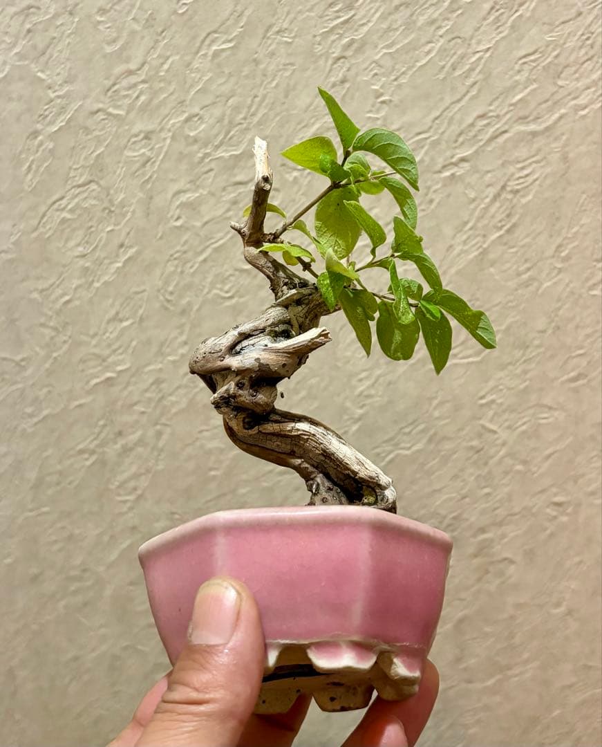 古樹!!樹高12㎝　天神板舎利　ヒョウタンボク　盆栽　真柏　黒松　五葉松　紅葉