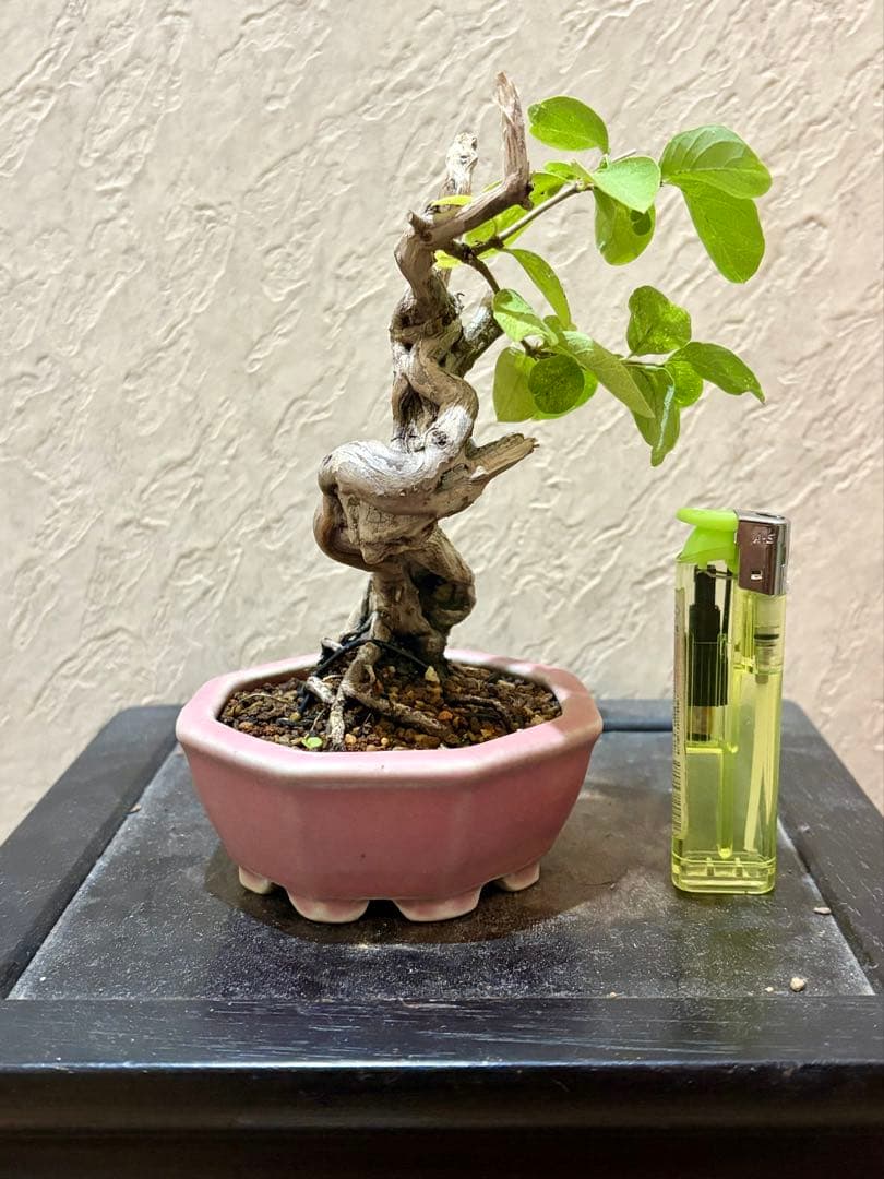 古樹!!樹高12㎝　天神板舎利　ヒョウタンボク　盆栽　真柏　黒松　五葉松　紅葉